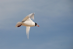David Plant Photography - Wildlife Photography - Mediterranean gull - A